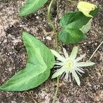 Passiflora capsularis Blomma