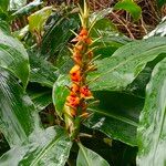 Hedychium gardnerianum ഫലം