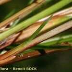 Carex brachystachys 叶