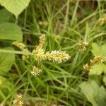 Carex vulpinoidea Leaf