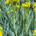 Senecio atratus Habit