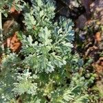 Artemisia absinthium Fuelha