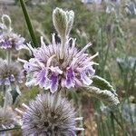 Marrubium supinum Fula