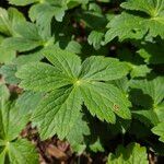 Astrantia major 果実