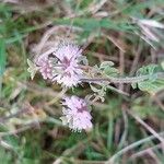 Mentha pulegiumFlower