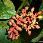 Sorocea affinis Fruit