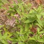 Trichostema brachiatum Hábitos