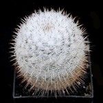 Mammillaria albilanata Ліст