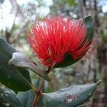 Metrosideros nitida Flower