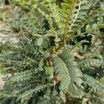 Sophora microphylla Hoja