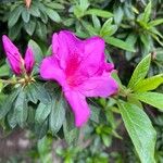 Rhododendron pulchrum Квітка