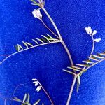 Vicia hirsuta 形態