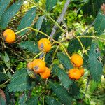 Sorbus aucuparia Frukto