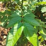 Senna hirsuta Fuelha