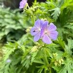 Geranium pratenseЦвят