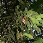 Marcgravia nepenthoides Other