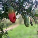 Coccinia grandis Fruit