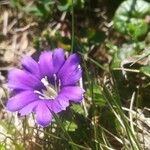 Gentiana pyrenaica Floare