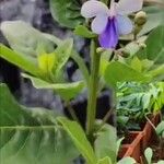 Rotheca myricoides Flor