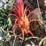 Aechmea recurvata Folha
