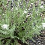 Achillea clypeolata Habit