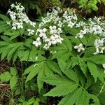 Cardamine heptaphylla Квітка