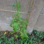 Rumex × acutus Habit