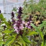 Ocimum kilimandscharicum Flor