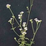 Ageratum fastigiatum Bloem