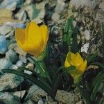 Sternbergia lutea موطن