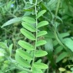 Vicia cracca Leaf