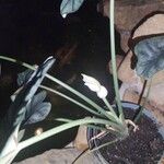 Alocasia baginda Cvet