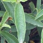 Cistus × purpureus Φύλλο