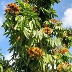 Saraca indica 整株植物