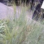 Stipa capillata Habit