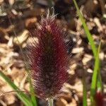 Lagurus ovatus फूल