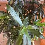 Dracaena angustifolia Deilen