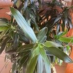 Dracaena angustifolia Lehti