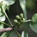 Zanthoxylum chalybeum फल