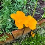 Eschscholzia caespitosa Flor