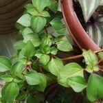 Dissotis rotundifolia Лист