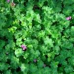 Geranium molle Hábitos