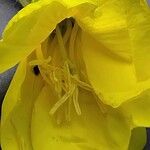 Oenothera glazioviana Flor