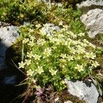 Saxifraga moschata Blodyn