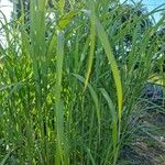 Miscanthus × longiberbis Листок