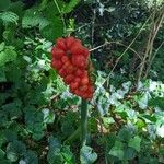 Arum italicumফল