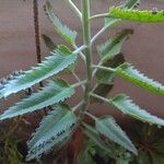 Kalanchoe daigremontiana Φύλλο