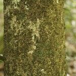 Licania parvifructa Cortiza