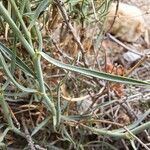 Bupleurum fruticescens Feuille