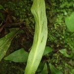 Loxogramme abyssinica Leaf